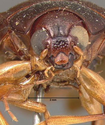 Media type: image; Entomology 9798   Aspect: head frontal view